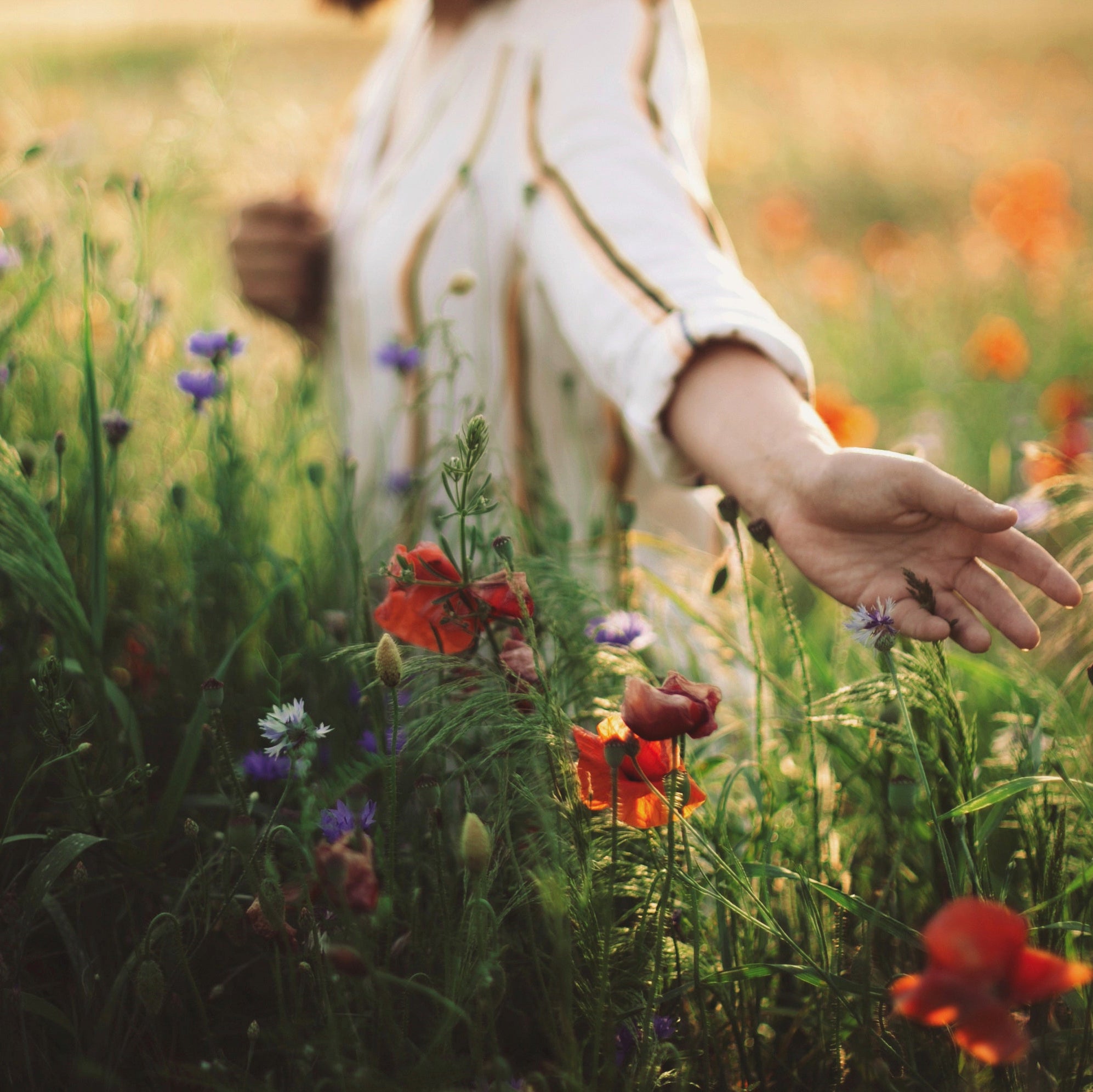 person-in-weißem-hemd-streift-mit-der-hand-durch-eine-wiese-mit-mohn-und-kornblumen